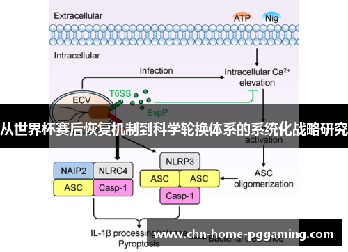 从世界杯赛后恢复机制到科学轮换体系的系统化战略研究 从世界杯赛后恢复机制到科学轮换体系的系统化战略研究